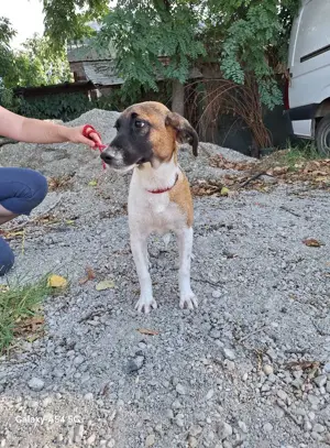 Tessa sucht ihre Menschen Bild 7