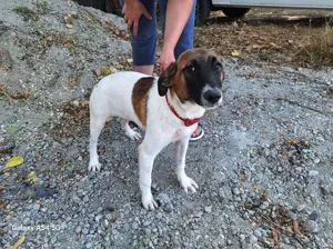 Tessa sucht ihre Menschen Bild 4