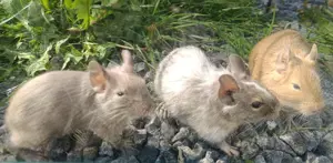 junge Degus Degu Jungtiere in verschiedenen Farben