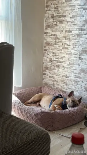 französiche Bulldogge