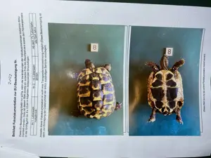 Schildkröten  Testudo hermanni boettgeri  zu verkaufen Bild 3