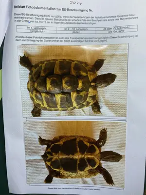 Schildkröten  Testudo hermanni boettgeri  zu verkaufen Bild 2