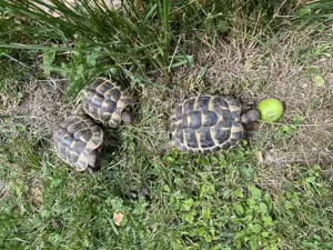 Schildkröten  Testudo hermanni boettgeri  zu verkaufen