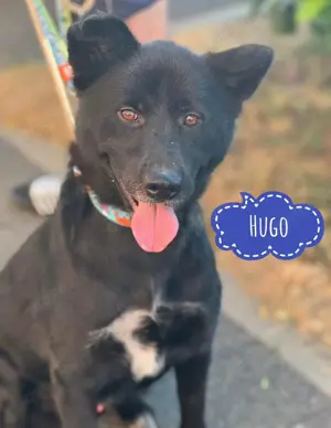 Hugo, hinreißender Akita Labrador Mix, der Bewegung braucht