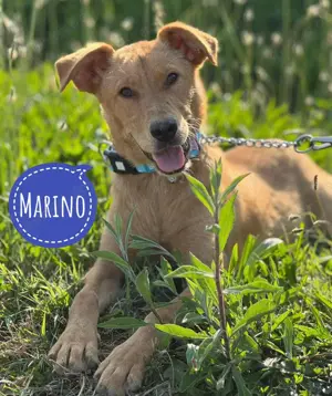 Marino, wunderschöner Podenko Labrador Mix