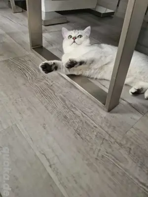 Deckkater Britisch Kurzhaar   Silber Shaded  2 Jahre  Bild 3