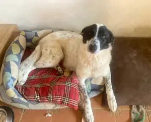 Große Monnie sucht passendes Körbchen