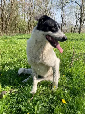 Große Monnie sucht passendes Körbchen Bild 5