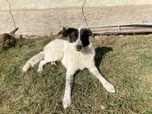 Große Monnie sucht passendes Körbchen Bild 3