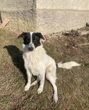 Große Monnie sucht passendes Körbchen Bild 2