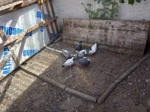 6 Brieftauben (3 Paare) mit Zubehör zu verkaufen!
