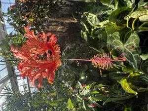 Ich liebe es, eine enggebaute Muschi zu verwöhnen