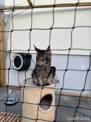  Maine Coon Deckkater  Reinrassig (kein Verkauf) Bild 9