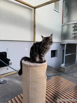  Maine Coon Deckkater  Reinrassig (kein Verkauf) Bild 8
