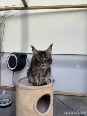  Maine Coon Deckkater  Reinrassig (kein Verkauf) Bild 10
