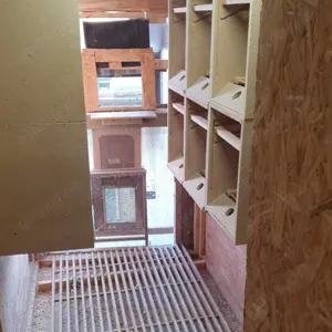 Biete Brieftauben an