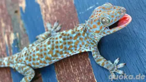 suche tokeh gecko pärchen, gecko gecko 