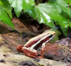 Epipedobates anthonyi Nachzuchten Pfeilgiftfrösche