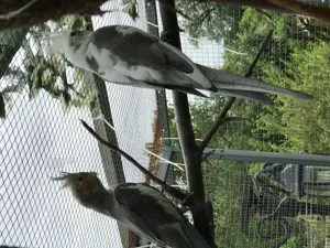 Nymphensittiche Alarm viele Wildfarben!!!