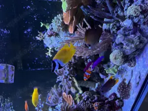 Fuchsgesicht Siganus Vulpinus Meerwasser 