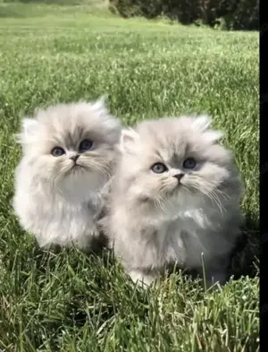 Wunderschöne Chinchilla Persian Kitten Plüschig 