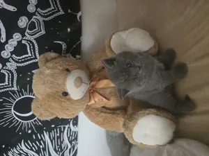 Katzen BKH süß und gesund 