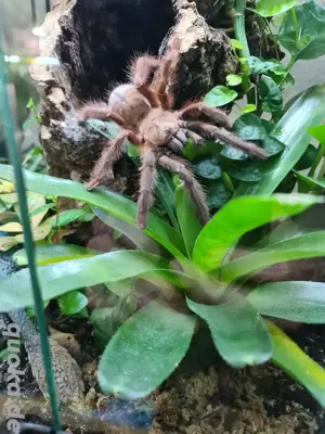 Vogelspinnen zu Verkaufen!