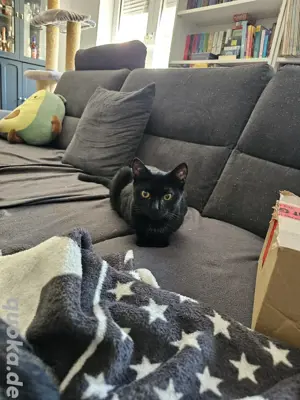 Katzenerfahrene, geduldige Familien für Kitten und Mamas aus Notfellchenpflegestelle gesucht