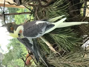 Nymphensittiche Alarm viele Wildfarben!!! Bild 3