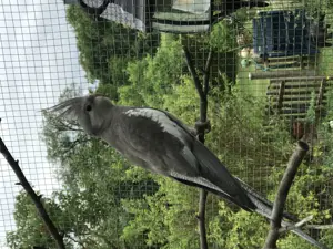 Nymphensittiche Alarm viele Wildfarben!!! Bild 4