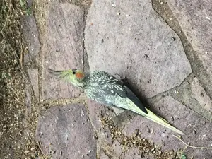 Nymphensittiche Alarm viele Wildfarben!!! Bild 6