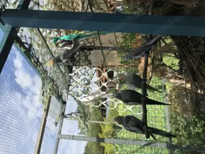 Nymphensittiche Alarm viele Wildfarben!!! Bild 7