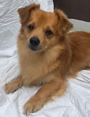 Deckrüde, kleiner Mischling