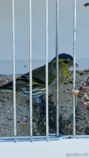 Junge Erlenzeisige Bild 2