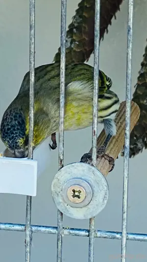 Junge Erlenzeisige Bild 3