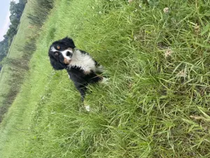 Berner Sennen welpe