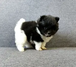 Wunderschöne reisrassige Pomeranian (Zwergspitz)  Welpen