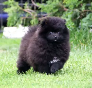 Wunderschöne reisrassige Pomeranian (Zwergspitz)  Welpen Bild 6