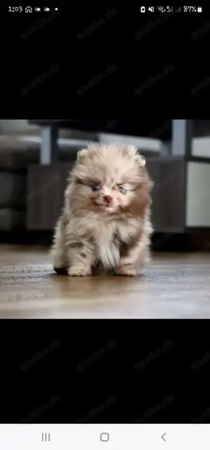 Wunderschöne reisrassige Pomeranian (Zwergspitz)  Welpen Bild 5