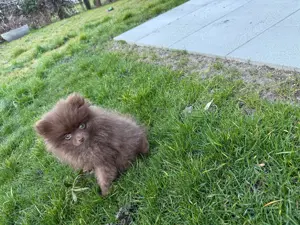 Wunderschöne reisrassige Pomeranian (Zwergspitz)  Welpen Bild 7