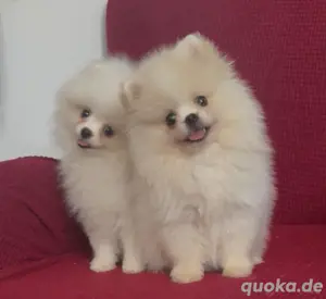 Pomeranian zwergspitz welpen
