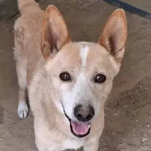 Beppi, geb. ca. 06 2024, lebt in GRIECHENLAND, auf einer privaten Pflegestelle