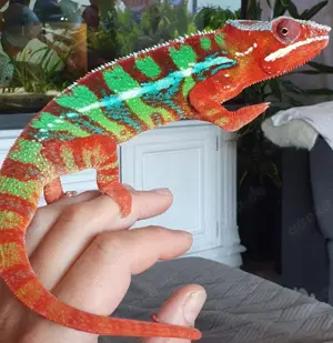 Panther Chamäleon furzifer pardalis - ambilobe, männlich x3