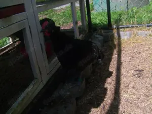 schwarze Krüper Hähne 1.0