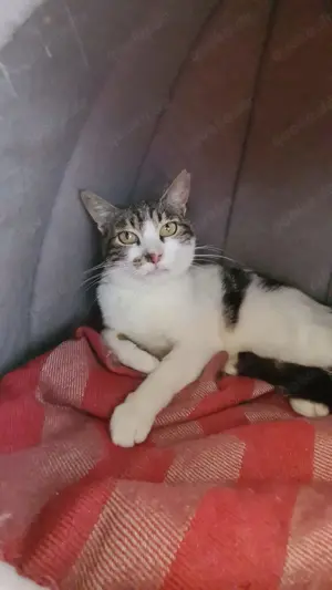 Bronxo sucht sein Zuhause