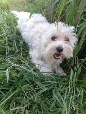 Malteser Rüde 1 Jahr alt