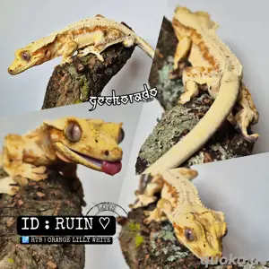 Kronengecko Orange Lilly White Männchen