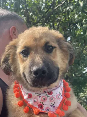 Pflegestellen gesucht!