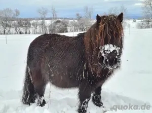 Pflegebeteiligung für meine Ponys Bild 6