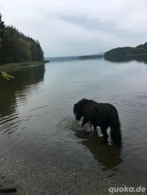 Pflegebeteiligung für meine Ponys Bild 5